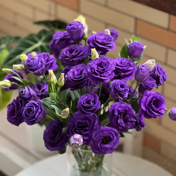 Sementes de Lisianthus 💐