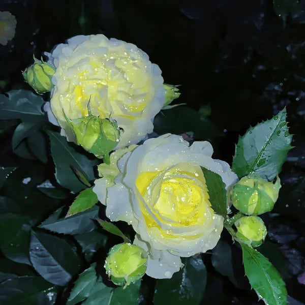 Sementes de Lisianthus 💐