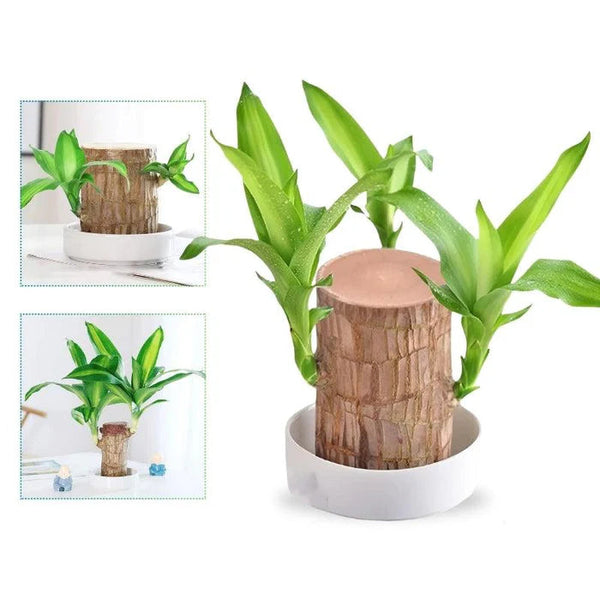 Madeira Brasil Planta da Sorte + Monge de Brinde