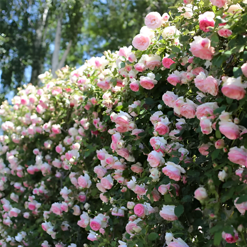 Sementes de Flores de Rosa - Escalando Videira