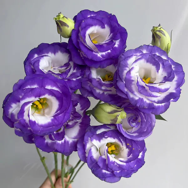 Sementes de Lisianthus 💐
