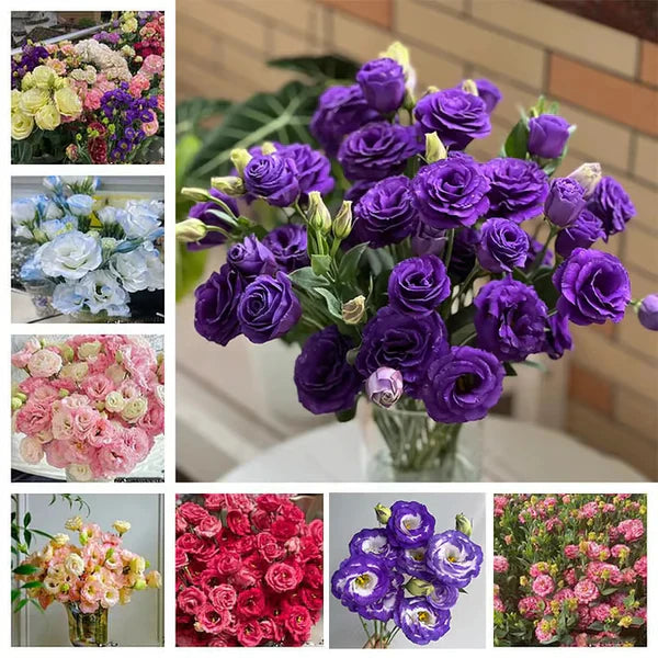 Sementes de Lisianthus 💐