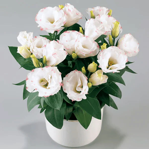 Sementes de Lisianthus 💐