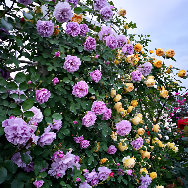 Sementes de Flores de Rosa - Escalando Videira