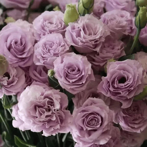 Sementes de Lisianthus 💐