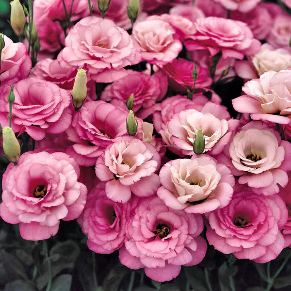 Sementes de Lisianthus 💐