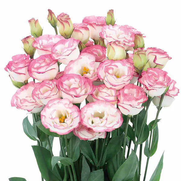 Sementes de Lisianthus 💐