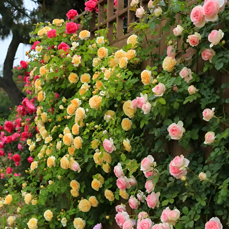 Sementes de Flores de Rosa - Escalando Videira