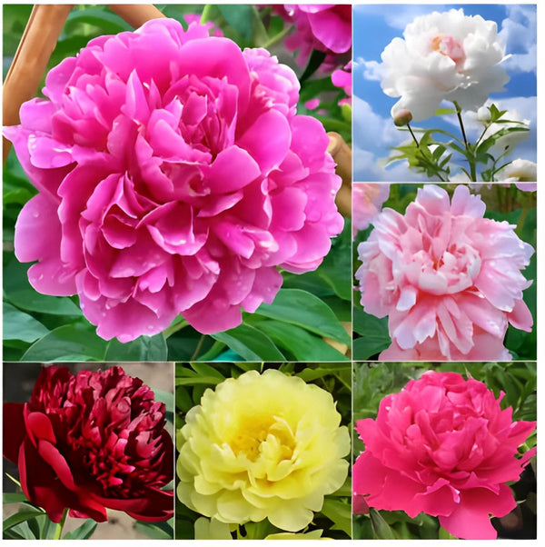 Peônias da Rainha: Floresça seu Jardim🌺+ [BRINDE ESPECIAL]