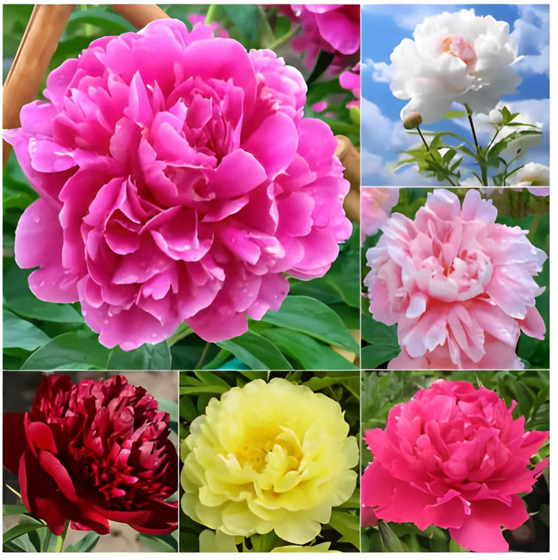 Peônias da Rainha: Floresça seu Jardim🌺+ [BRINDE ESPECIAL]