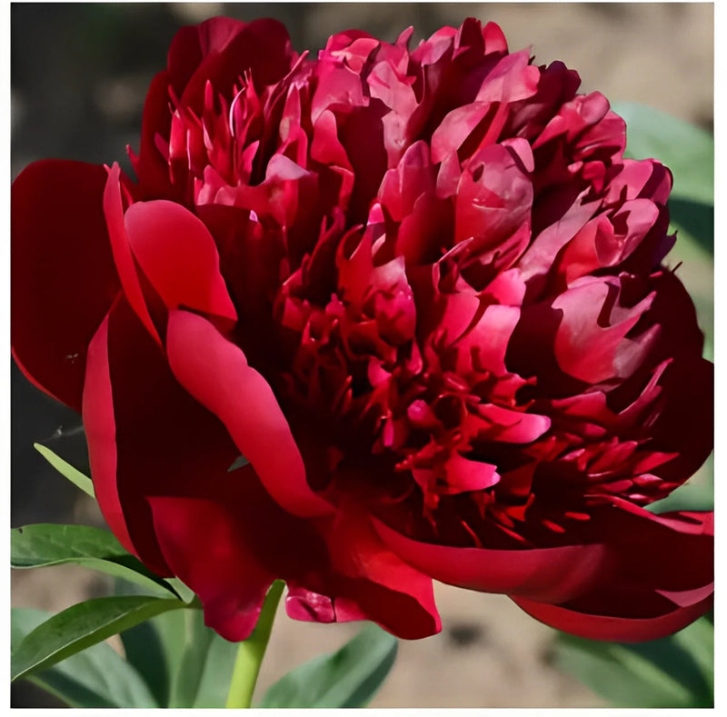 Peônias da Rainha: Floresça seu Jardim🌺+ [BRINDE ESPECIAL]