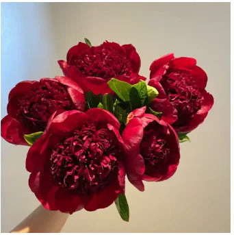 Peônias da Rainha: Floresça seu Jardim🌺+ [BRINDE ESPECIAL]