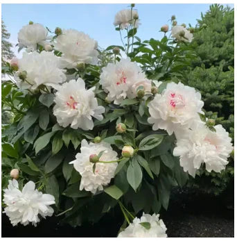 Peônias da Rainha: Floresça seu Jardim🌺+ [BRINDE ESPECIAL]