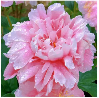 Peônias da Rainha: Floresça seu Jardim🌺+ [BRINDE ESPECIAL]