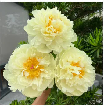 Peônias da Rainha: Floresça seu Jardim🌺+ [BRINDE ESPECIAL]