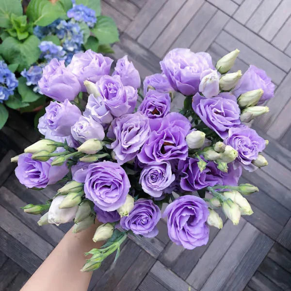 Sementes de Lisianthus 💐