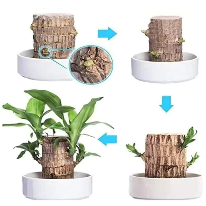 Madeira Brasil Planta da Sorte + Monge de Brinde